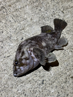 オウゴンムラソイの釣果