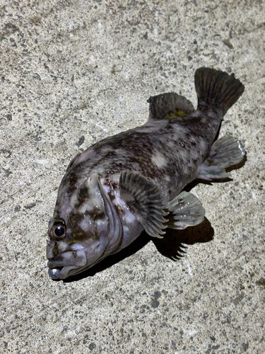 オウゴンムラソイの釣果