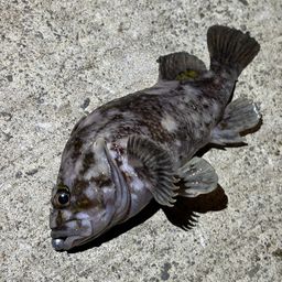 オウゴンムラソイ