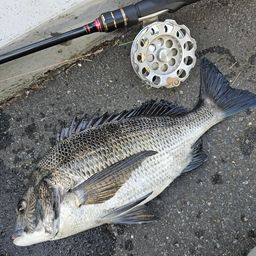 クロダイ