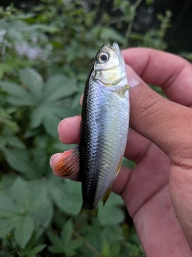 カワムツの釣果