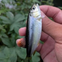 カワムツ