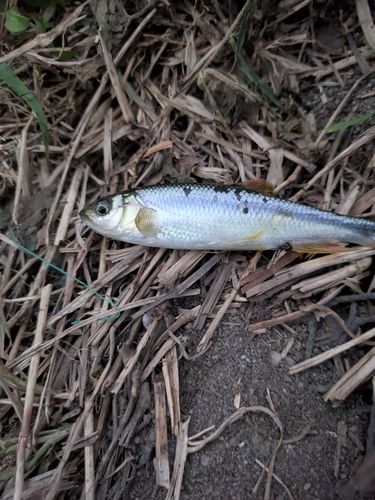 カワムツの釣果