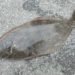 ヒラメ