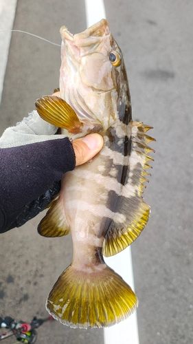 クエの釣果