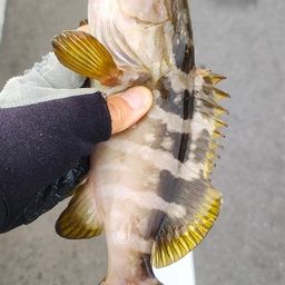クエ