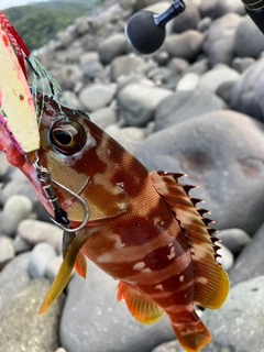 アカハタの釣果