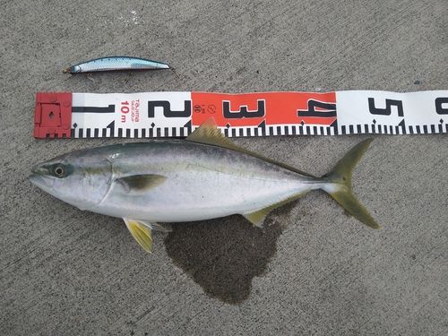 イナダの釣果