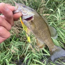 スモールマウスバス