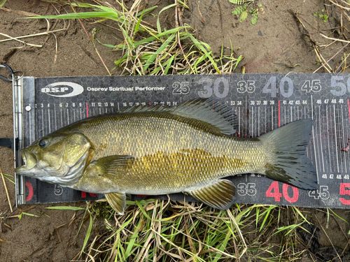 スモールマウスバスの釣果