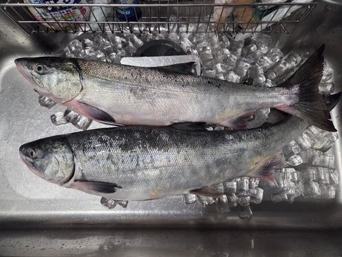 サケの釣果