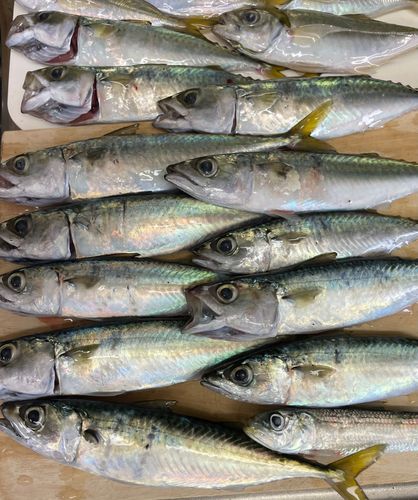 サバの釣果