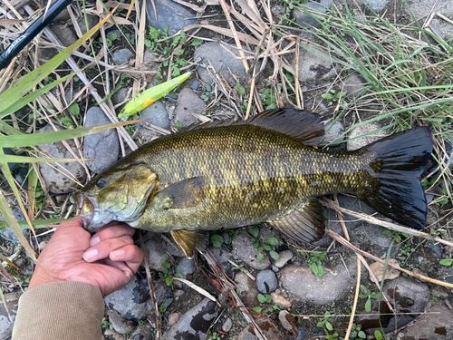 スモールマウスバスの釣果
