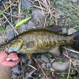 スモールマウスバス