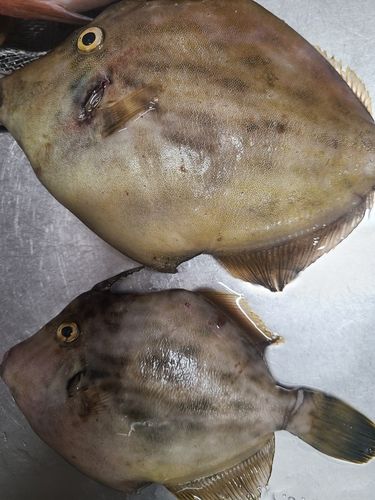 カワハギの釣果