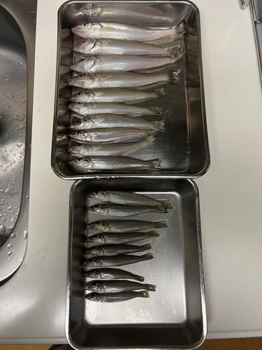シロギスの釣果