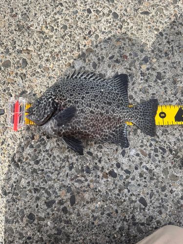 イシガキダイの釣果