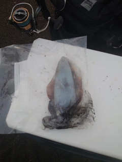 イカの釣果