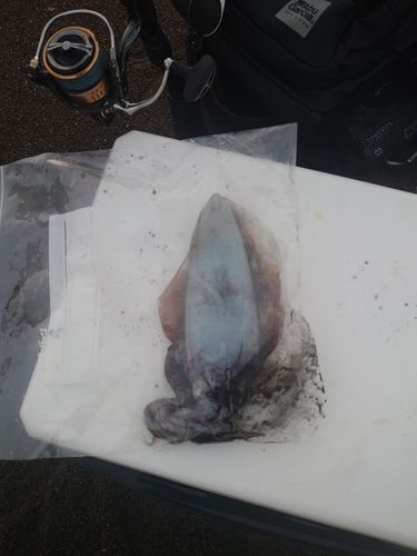イカの釣果