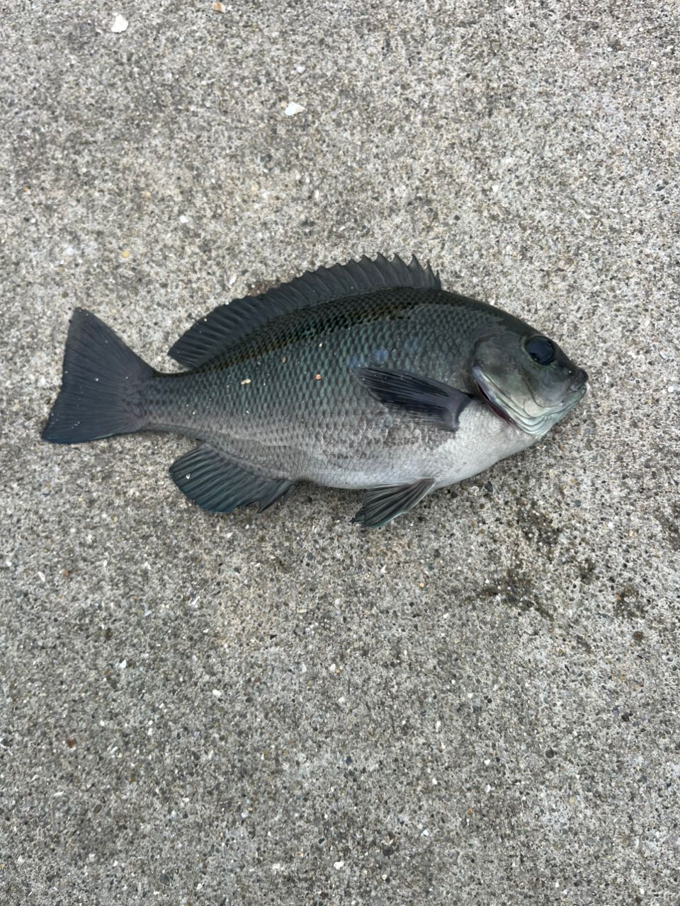 DAIWA 23月下美人 AIR 68L-T・Wの最安値・インプレ・釣果 | 本音