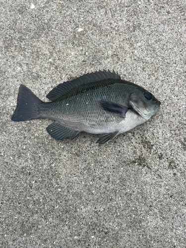 メジナの釣果
