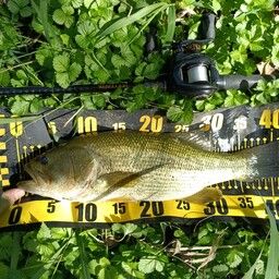 ラージマウスバス