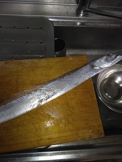 タチウオの釣果