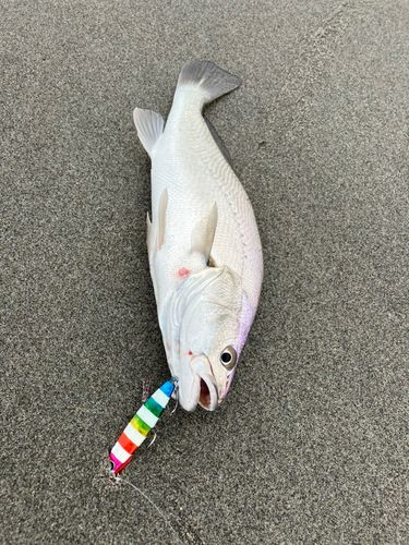 ニベの釣果