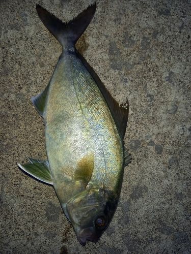 ネリゴの釣果