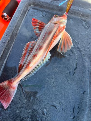 ホウボウの釣果