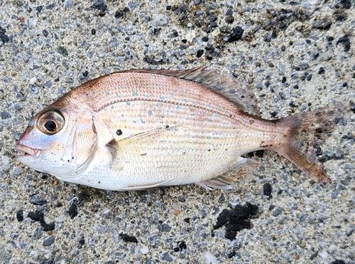 チャリコの釣果