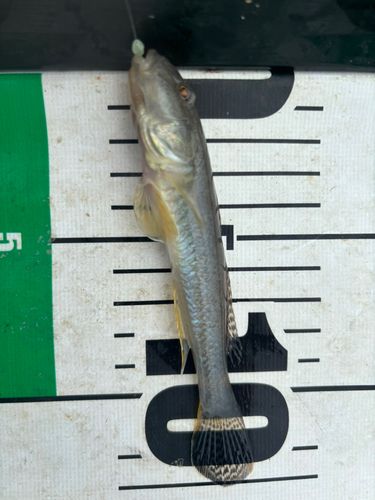 マハゼの釣果