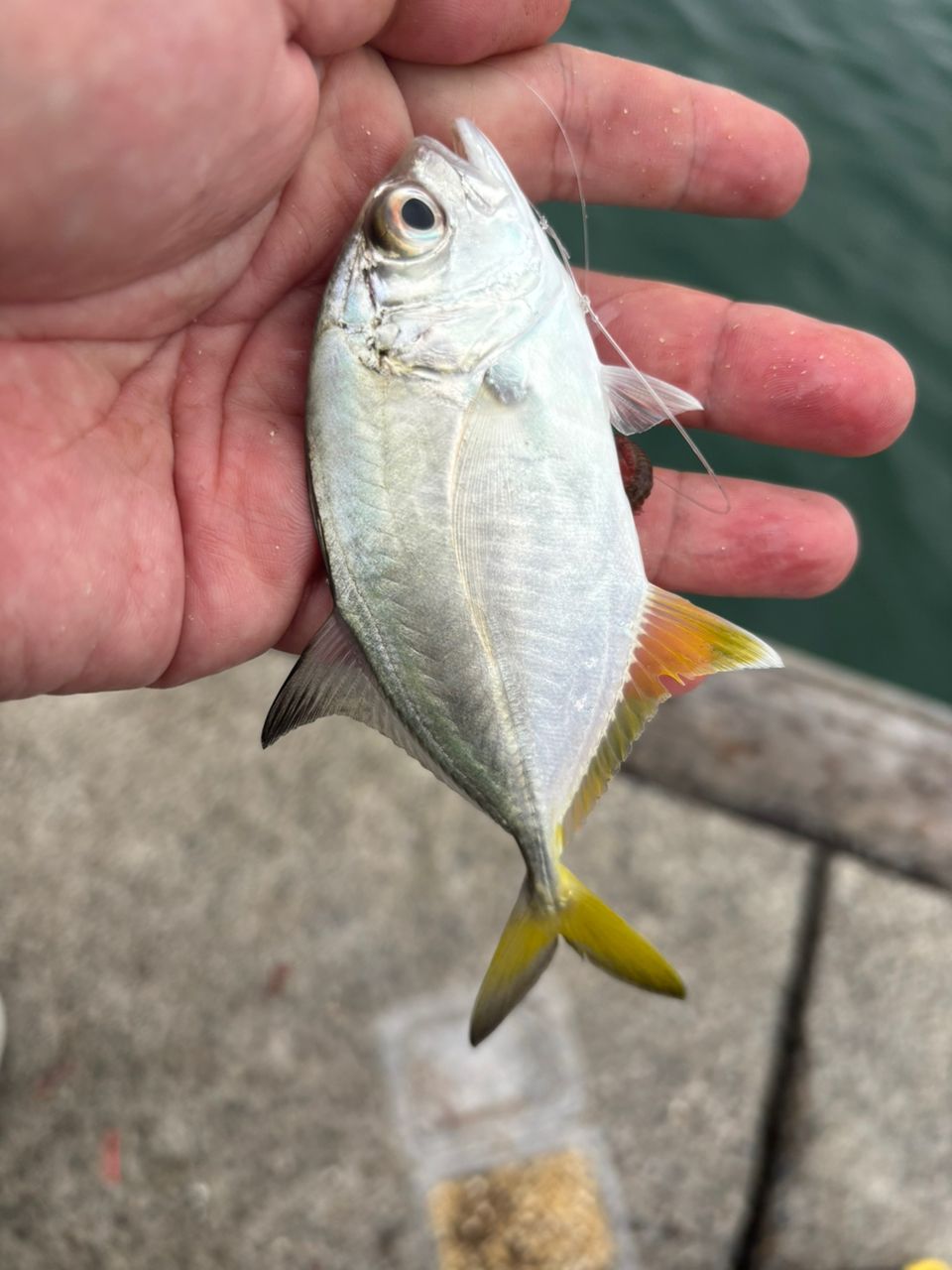 マハゼ