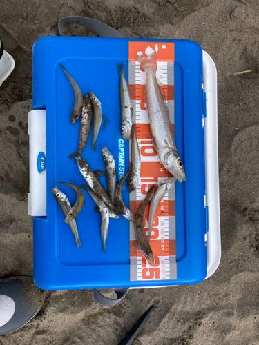 キスの釣果