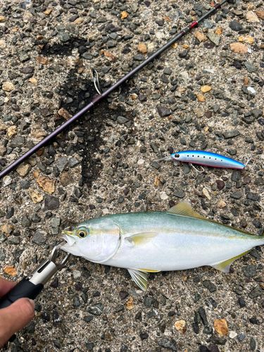 ツバスの釣果