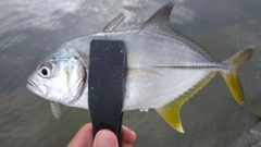 メッキの釣果