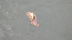 アカエイの釣果