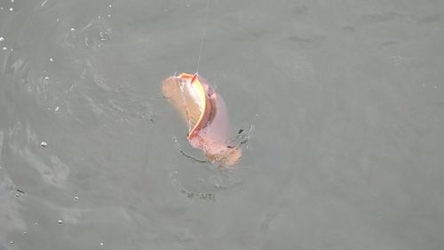 アカエイの釣果