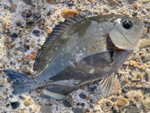 メジナの釣果