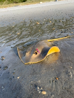 エイの釣果