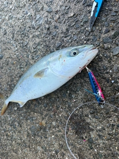 ハマチの釣果