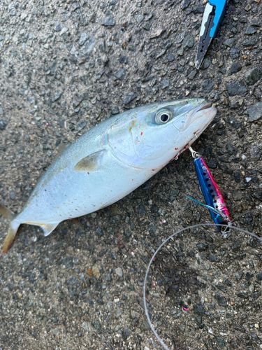 ハマチの釣果