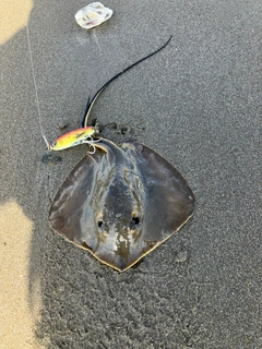 エイの釣果