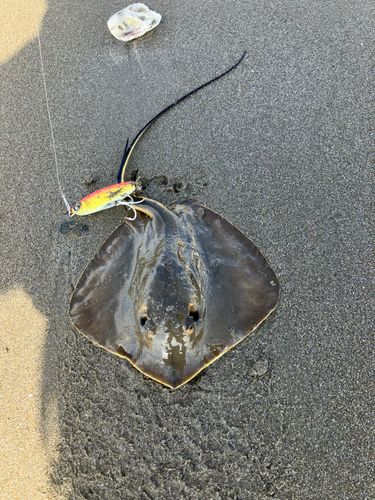 エイの釣果