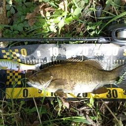 スモールマウスバス