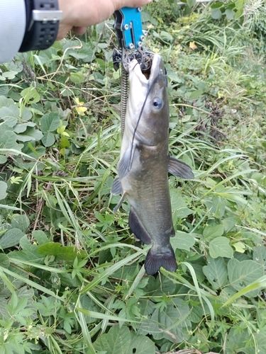 チャネルキャットフィッシュの釣果