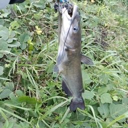 チャネルキャットフィッシュ