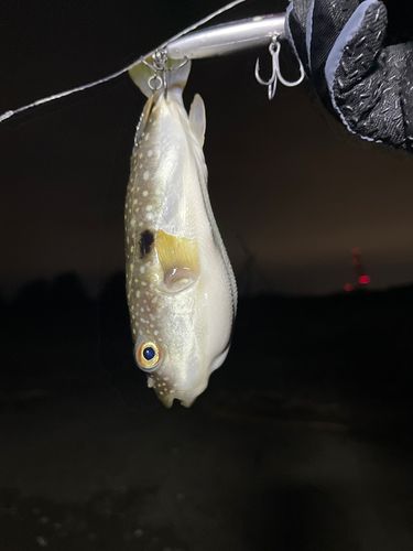 フグの釣果