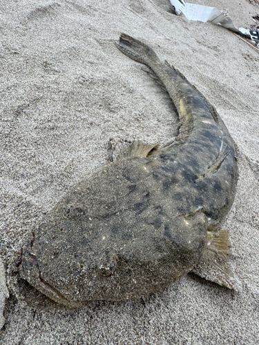 マゴチの釣果