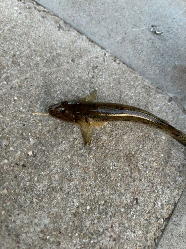 武庫川河口